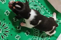 Buddy, a male Rat Terrier for sale in Ocala, FL – Photo 3 of 5