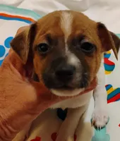 Bradley , a male Rat Terrier for sale in Ocala, FL – Photo 3 of 7