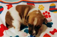 Bradley , a male Rat Terrier for sale in Ocala, FL – Photo 1 of 5