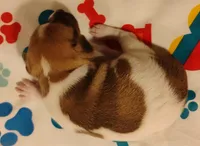 Bradley , a male Rat Terrier for sale in Ocala, FL – Photo 3 of 5