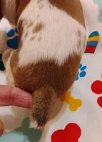 Bradley , a male Rat Terrier for sale in Ocala, FL – Photo 6 of 7