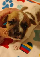 Bradley , a male Rat Terrier for sale in Ocala, FL – Photo 5 of 5