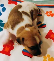 Bradley , a male Rat Terrier for sale in Ocala, FL – Photo 2 of 5