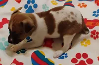 Bradley , a male Rat Terrier for sale in Ocala, FL – Photo 2 of 7