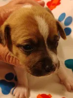 Bradley , a male Rat Terrier for sale in Ocala, FL – Photo 4 of 5