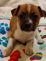 Bradley , a male Rat Terrier for sale in Ocala, FL – Photo 4 of 7