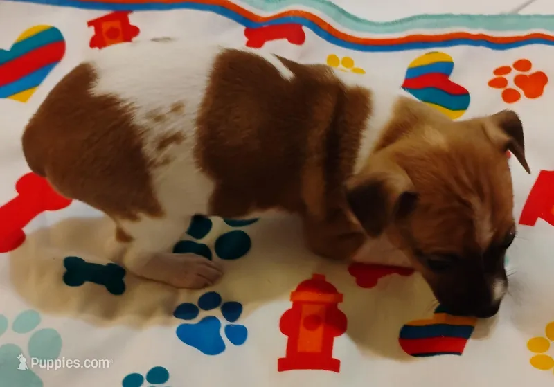 Bradley  – Rat Terrier puppy for sale in Ocala, FL