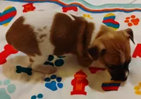 Bradley , a male Rat Terrier for sale in Ocala, FL – Photo 1 of 7