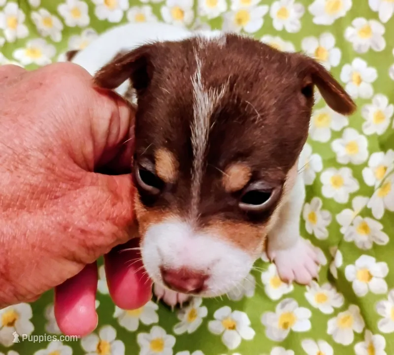 Melody – Rat Terrier puppy for sale in Ocala, FL