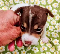 Melody, a female Rat Terrier for sale in Ocala, FL – 1 of 5