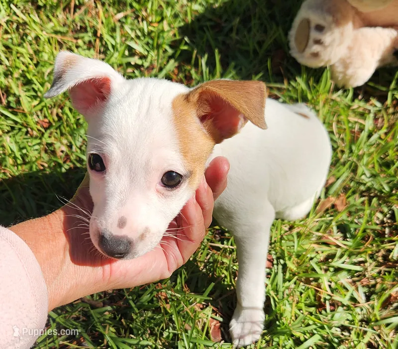 Buddy – Rat Terrier puppy for sale in Ocala, FL
