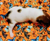 Jody , a female Rat Terrier for sale in Ocala, FL – 2 of 5