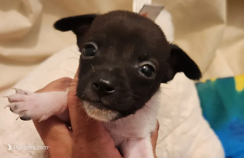 Lucy – Rat Terrier puppy for sale in Ocala, FL