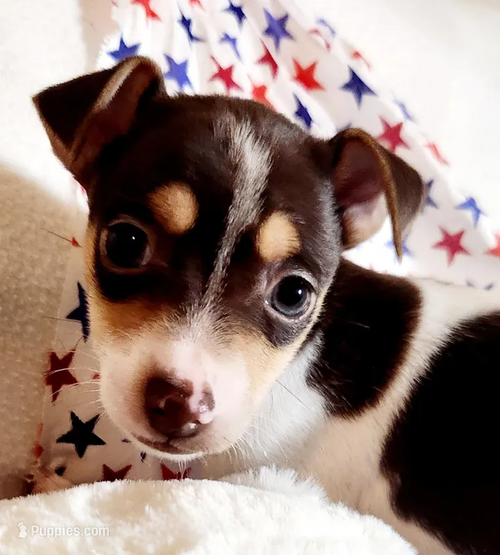 Mickey, a male Rat Terrier for sale in Ocala, FL – Photo 1 of 4