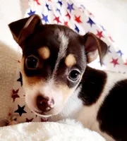 Mickey, a male Rat Terrier for sale in Ocala, FL – Photo 1 of 4