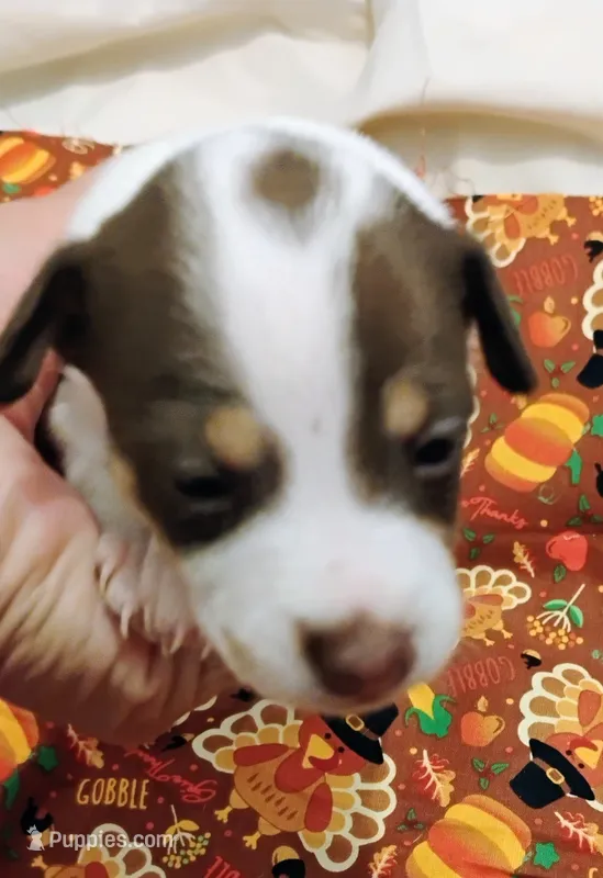 Sadie – Rat Terrier puppy for sale in Ocala, FL
