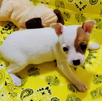 Penny, a female Rat Terrier for sale in Ocala, FL – 2 of 6