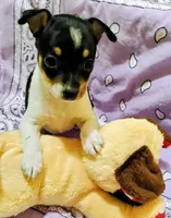Paige, a female Rat Terrier for sale in Ocala, FL – 7 of 10