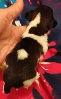 Lucy, a female Rat Terrier for sale in Ocala, FL – 2 of 2