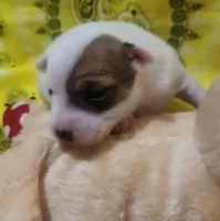 Penny, a female Rat Terrier for sale in Ocala, FL – 6 of 8