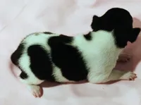 Sadie, a female Rat Terrier for sale in Ocala, FL – Photo 4 of 5