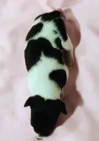 Sadie, a female Rat Terrier for sale in Ocala, FL – Photo 5 of 5