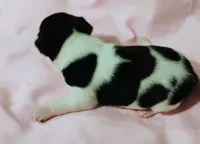 Sadie, a female Rat Terrier for sale in Ocala, FL – Photo 3 of 5