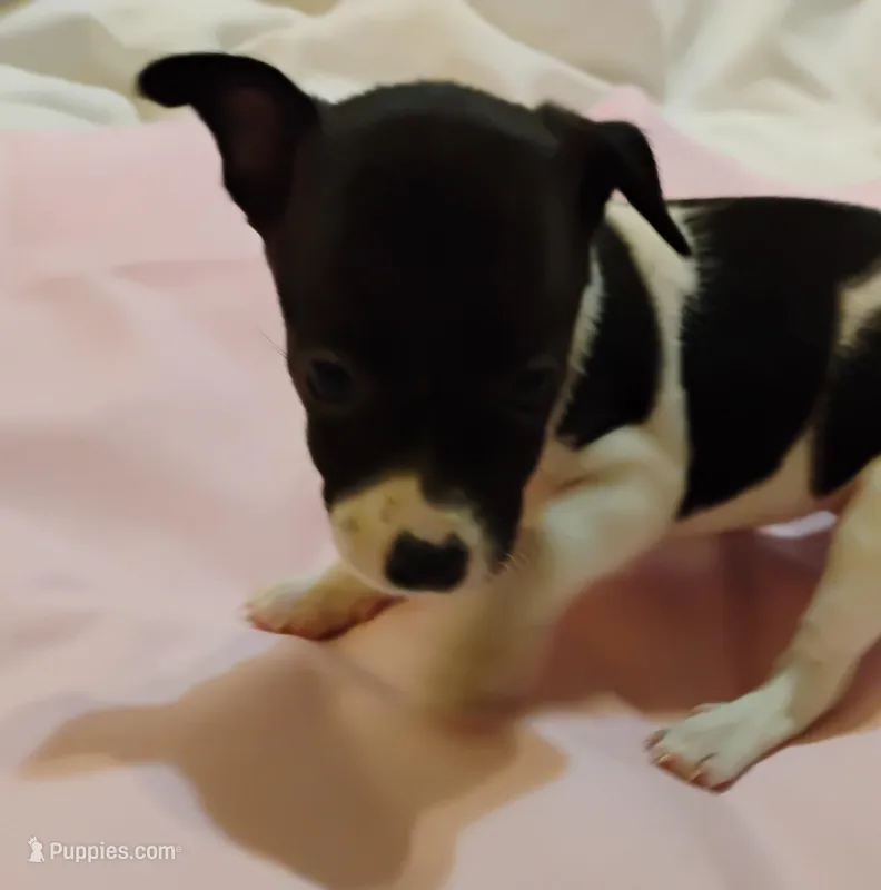 Sadie – Rat Terrier puppy for sale in Ocala, FL