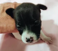 Sadie, a female Rat Terrier for sale in Ocala, FL – Photo 2 of 5