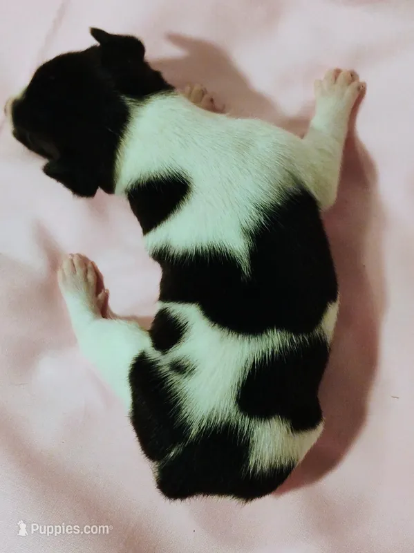 Sadie – Rat Terrier puppy for sale in Ocala, FL
