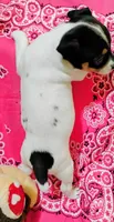 Precious, a female Rat Terrier for sale in Ocala, FL – 3 of 7