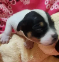 Precious, a female Rat Terrier for sale in Ocala, FL – 6 of 6