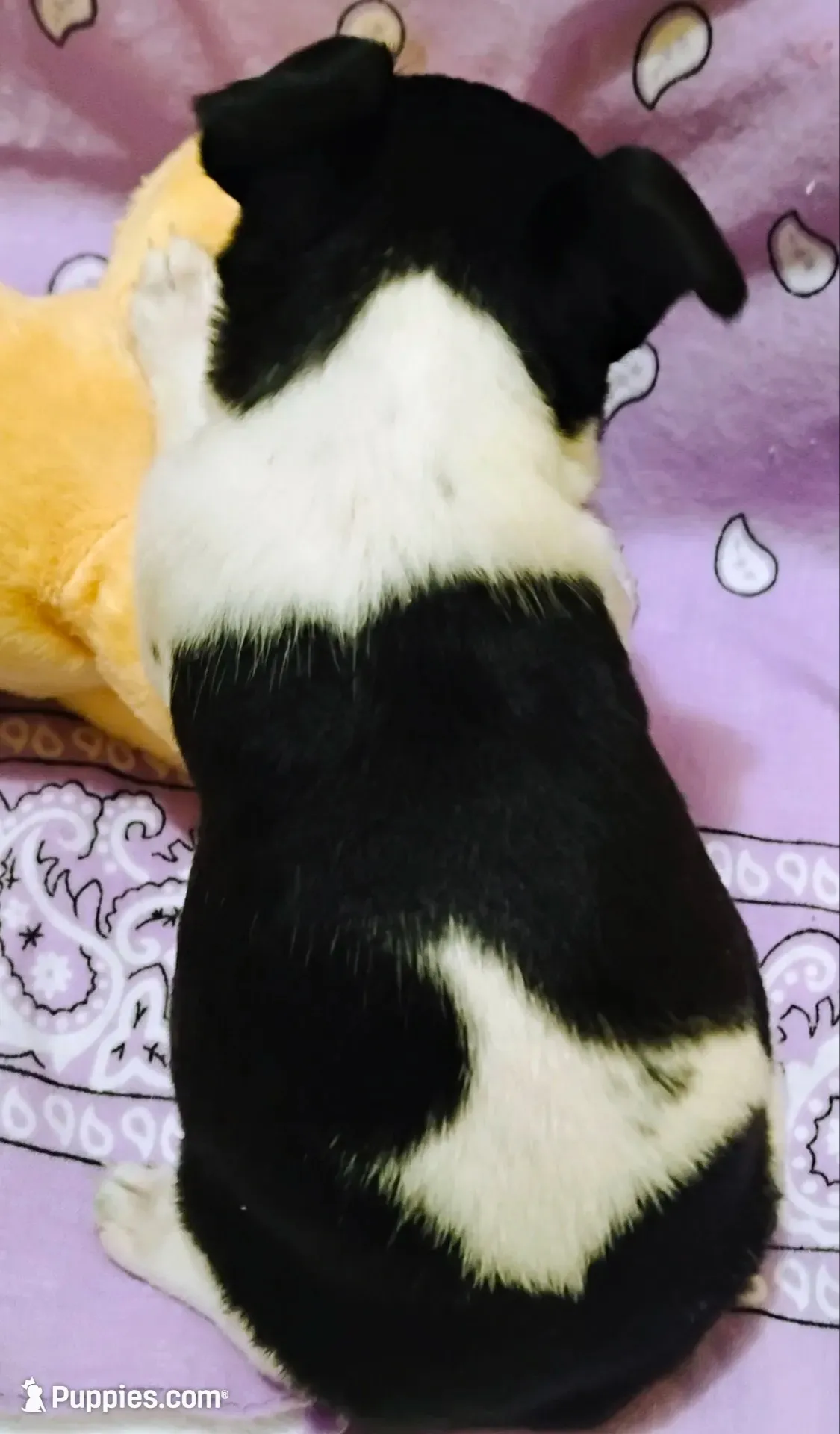 Paige, a female Rat Terrier for sale in Ocala, FL – 10 of 10