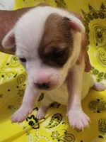 Penny, a female Rat Terrier for sale in Ocala, FL – 4 of 8