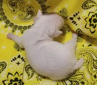 Penny, a female Rat Terrier for sale in Ocala, FL – 8 of 8