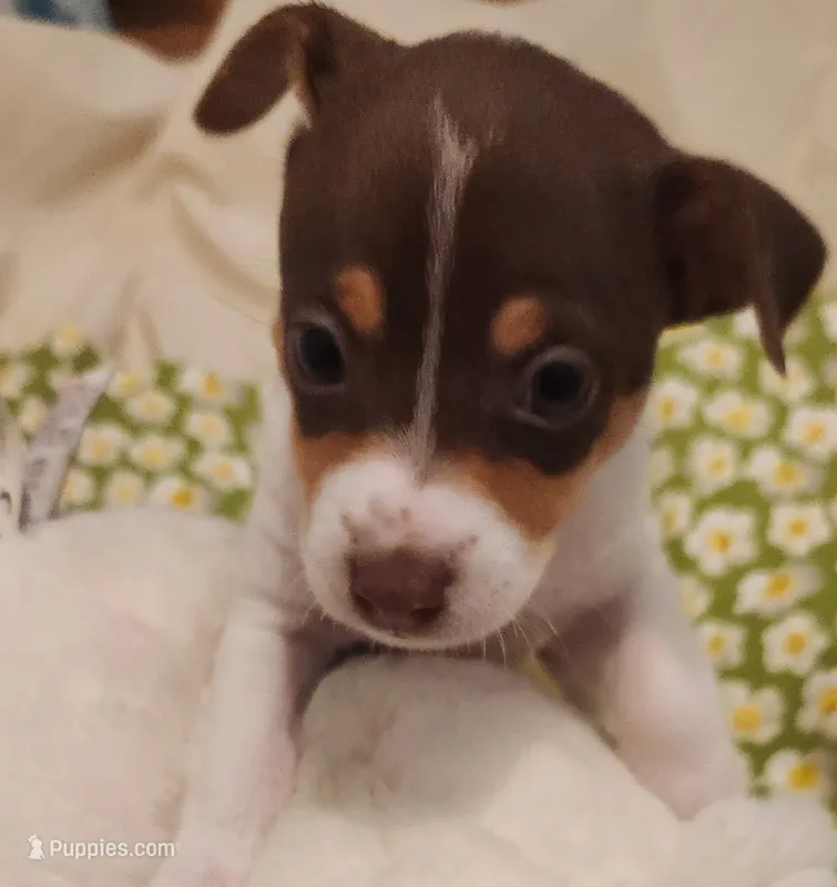 Melody – Rat Terrier puppy for sale in Ocala, FL