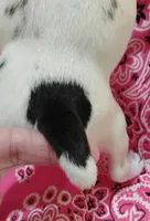 Precious, a female Rat Terrier for sale in Ocala, FL – 6 of 7
