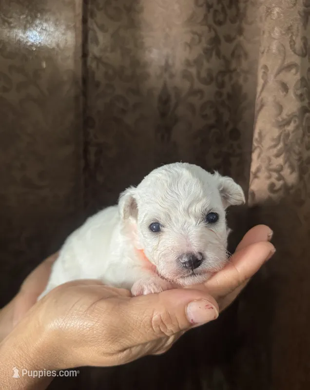 A.K.C Leo – Bichon Frise puppy for sale in Summerville, GA
