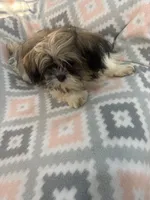 Mocha , a female Shih Tzu for sale in Summerville, GA – Photo 1 of 6