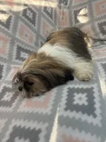 Mocha , a female Shih Tzu for sale in Summerville, GA – Photo 6 of 6