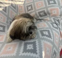 Mocha , a female Shih Tzu for sale in Summerville, GA – Photo 2 of 6