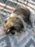 Mocha , a female Shih Tzu for sale in Summerville, GA – Photo 5 of 6