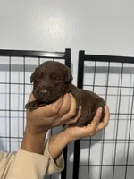 AKC. Hot Pink Collar, a female Labrador Retriever for sale in Summerville, GA – Photo 3 of 4