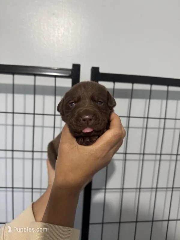 AKC. Hot Pink Collar – Labrador Retriever puppy for sale in Summerville, GA