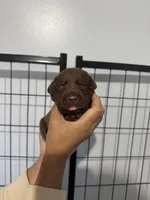 AKC. Hot Pink Collar, a female Labrador Retriever for sale in Summerville, GA – Photo 1 of 4