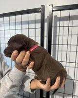 AKC. Hot Pink Collar, a female Labrador Retriever for sale in Summerville, GA – Photo 2 of 7