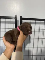 AKC. Hot Pink Collar, a female Labrador Retriever for sale in Summerville, GA – Photo 4 of 4