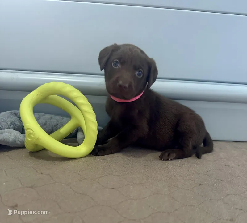 AKC. Hot Pink Collar – Labrador Retriever puppy for sale in Summerville, GA