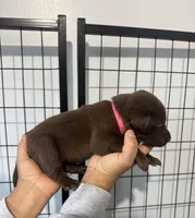 AKC. Hot Pink Collar, a female Labrador Retriever for sale in Summerville, GA – Photo 3 of 7
