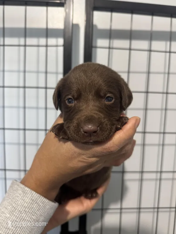 AKC. Hot Pink Collar – Labrador Retriever puppy for sale in Summerville, GA